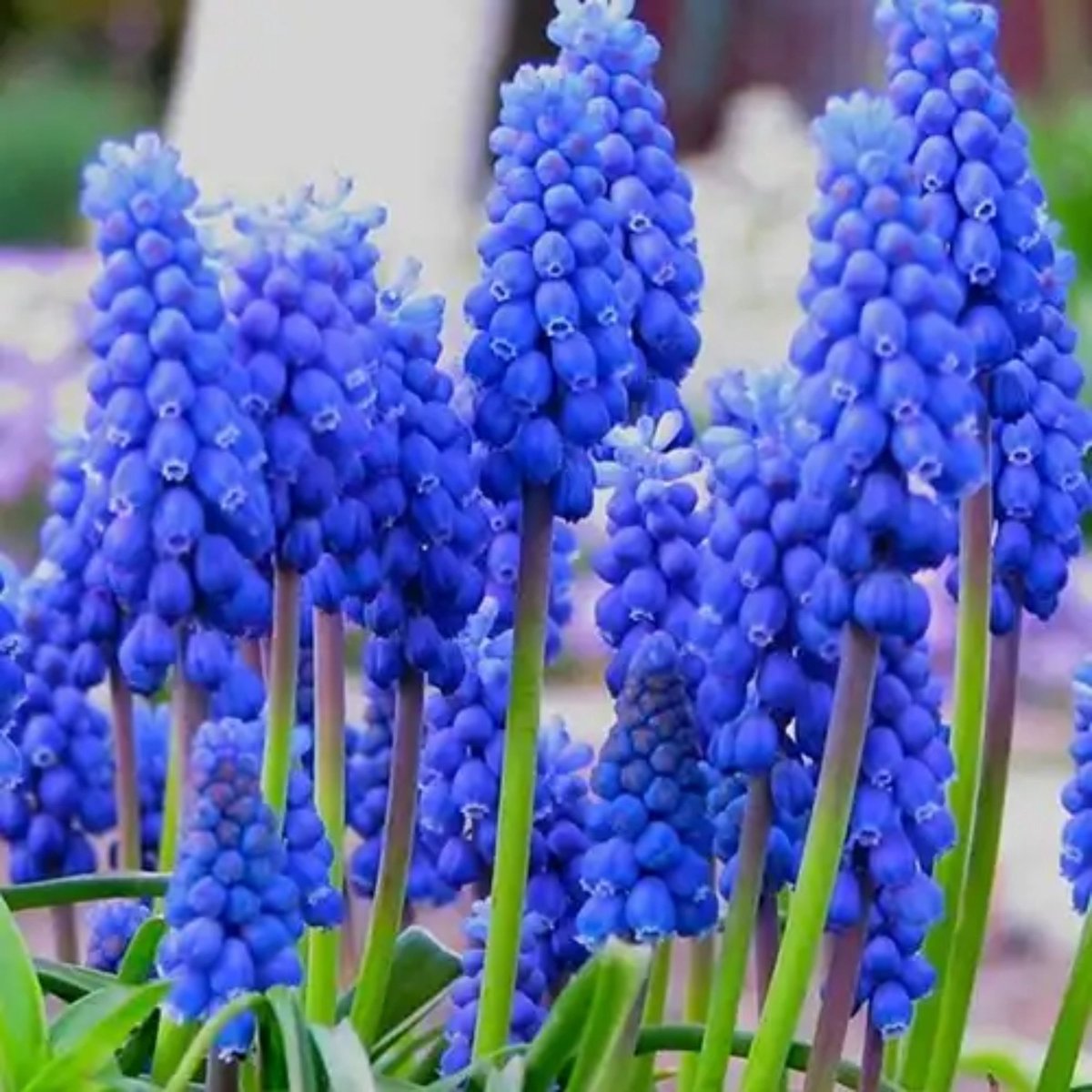 Blauw druifje (Muscari) - Blauwe Druifjes Armeniacum - (XL-verpakking) - Bijen-Vlinders - Voorjaarsbollen - (Ook)-Voor in huis