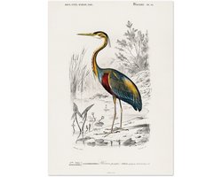 Poster Charles Dessalines d'Orbigny - Purple heron (Ardea purpurea) 50x70 cm - exclusief lijst