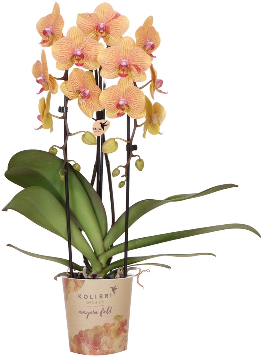 Kolibri Orchids | Oranje phalaenopsis orchidee | Sunny Bunny | bloeiende kamerplant
