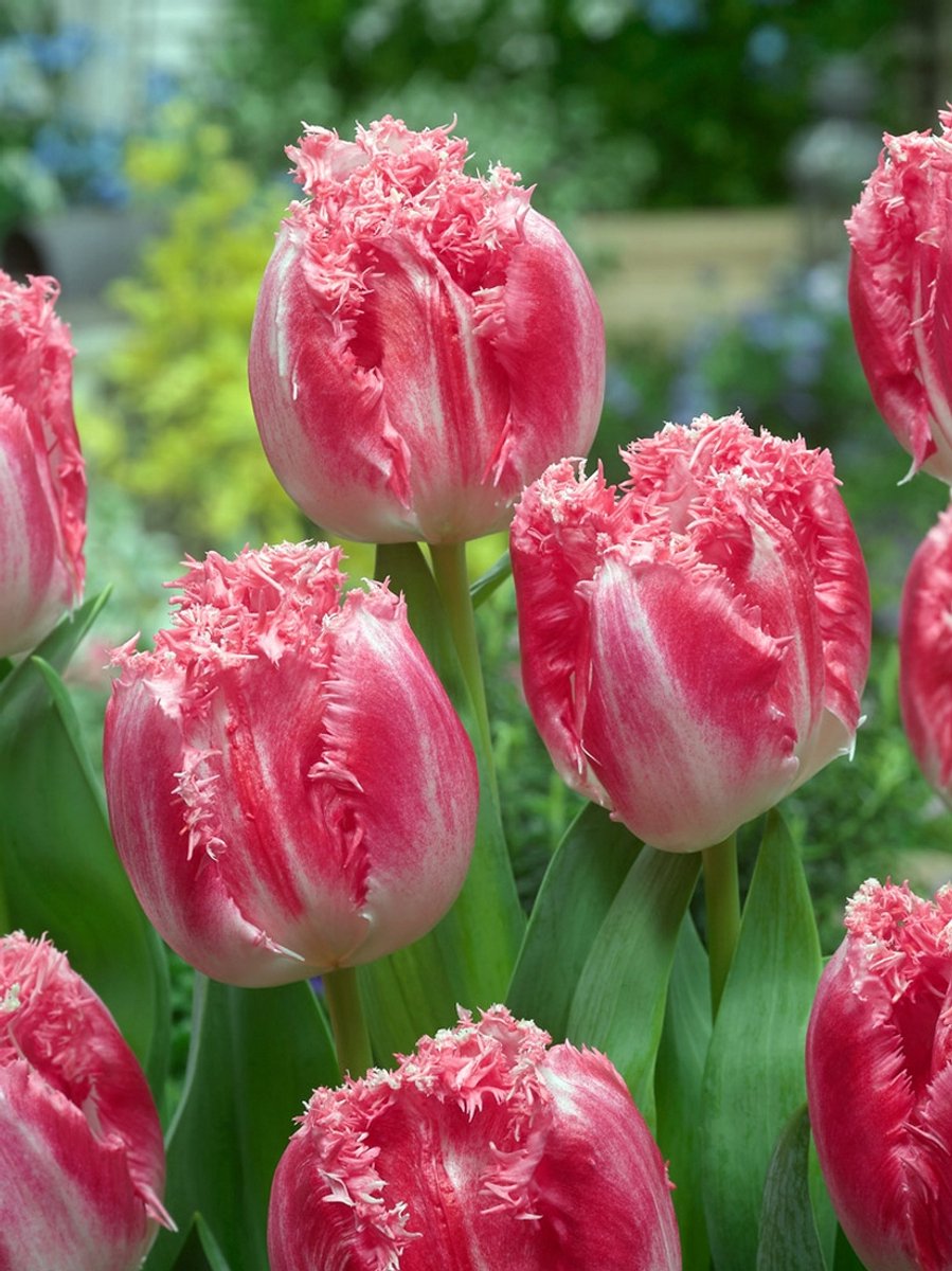 75x Tulpen 'Neglige' - BULBi® Bloembollen met bloeigarantie