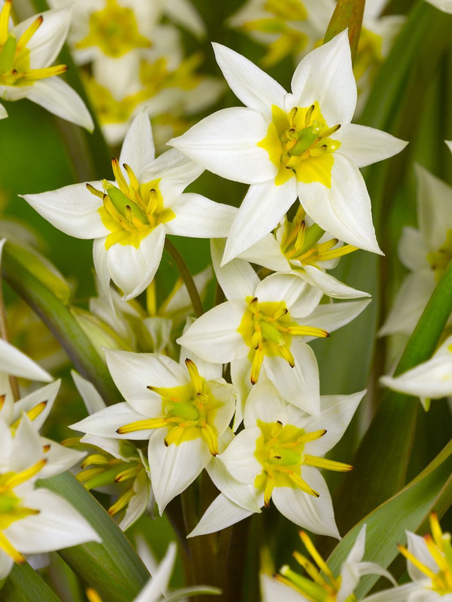 25x Tulpen 'Turkestanica' - BULBi® Bloembollen met bloeigarantie
