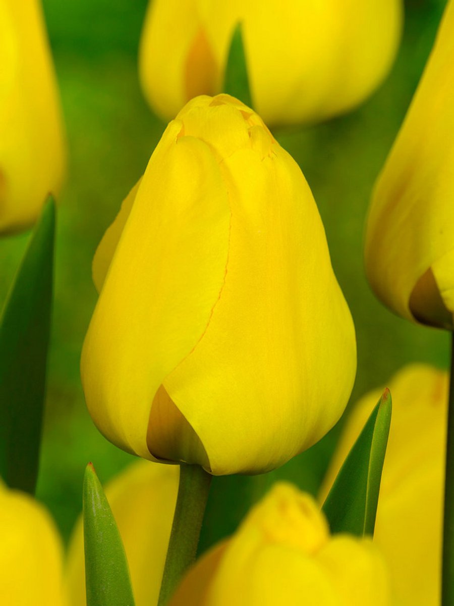 25x Tulpen 'Golden apeldoorn' - BULBi® Bloembollen met bloeigarantie