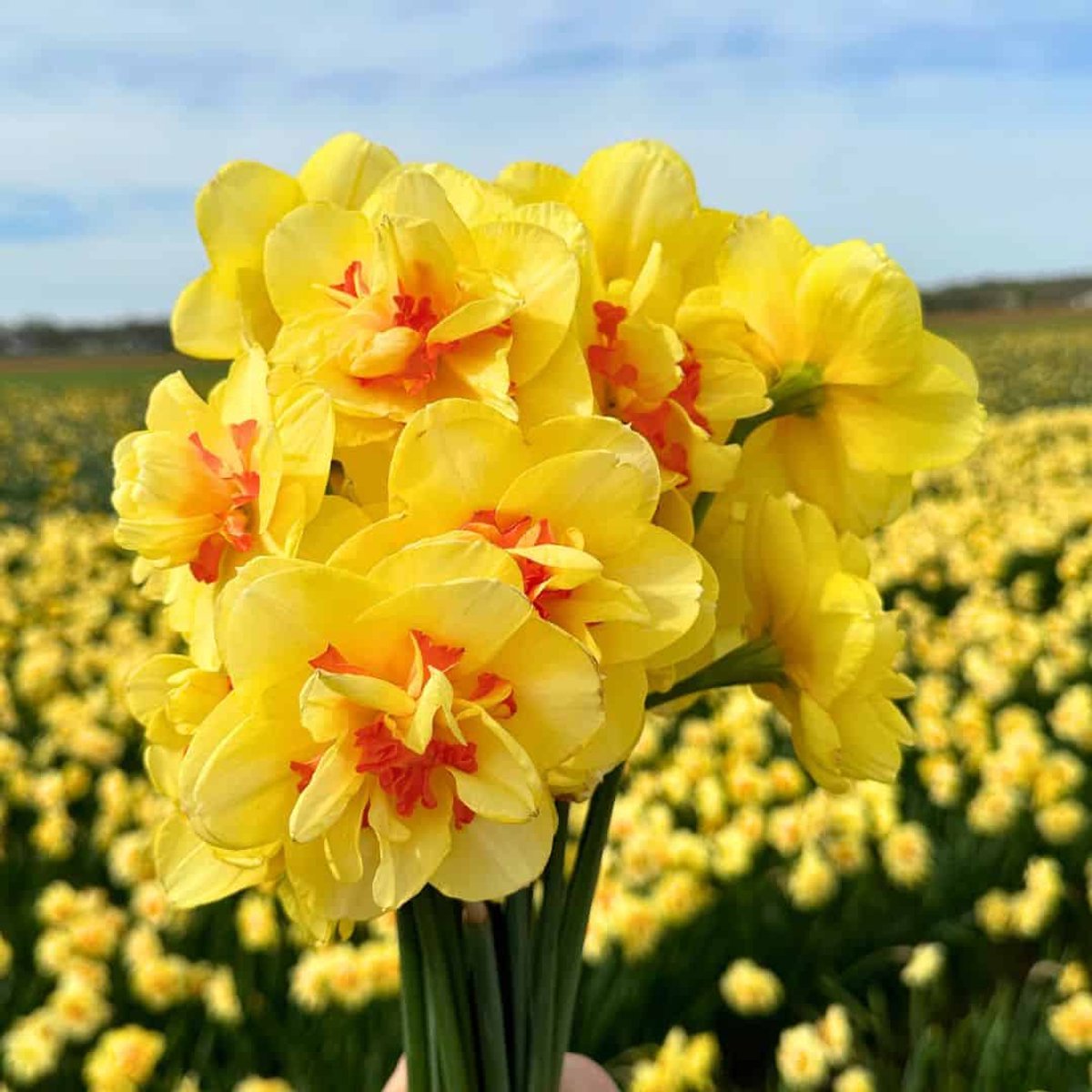 Narcissenbollen Tahiti - 30 bloembollen - bolmaat 12/14 - geel/oranje, dubbelbloemig, voorjaarsbloeier, winterhard - direct van de kweker - Flowerbulbs Amsterdam