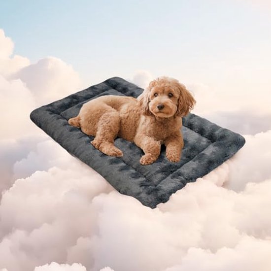 Hondenbedden - de mooiste slaapplaatsen voor uw hond