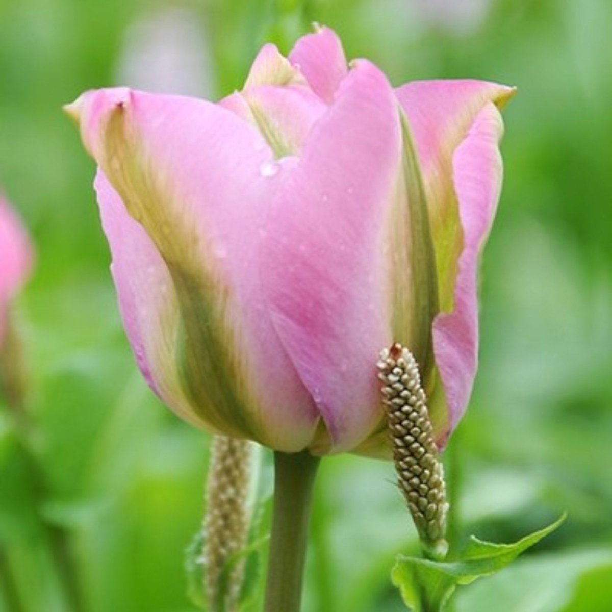 Groenbloemige tulp (Tulipa Viridiflora) - Tulpen Groenland - Tulipa - Snijbloemen - Voorjaarsbollen - bloeit in April / Mei