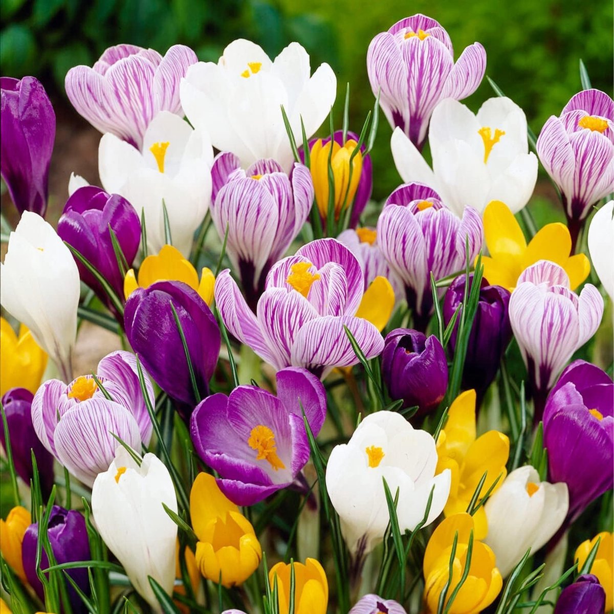 Krokussen Bloembollen Winterhard - Crocus - 250 stuks - Mix van 5 soorten - Meerkleurig - Bloem bollen - Meerjarig Mix
