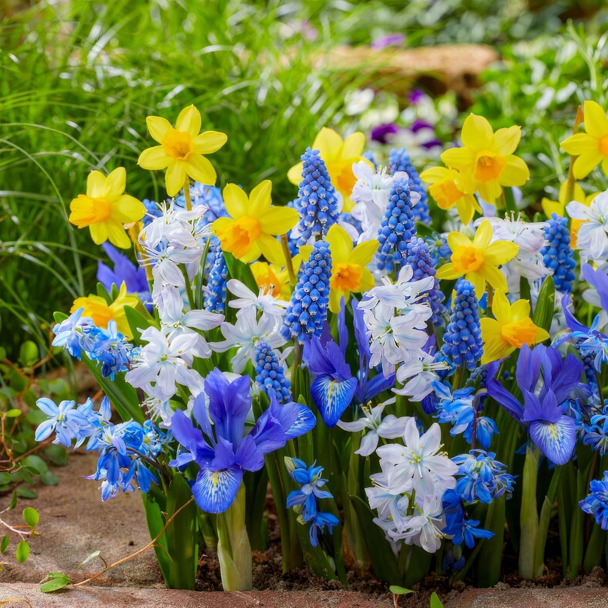 Voorjaar Mix Bloembollen Winterhard - Blue & Yellow - Tulpen / Narzissen / Hyazinthen - 50 stuks - Meerkleurig - Bloem bollen Meerjarig