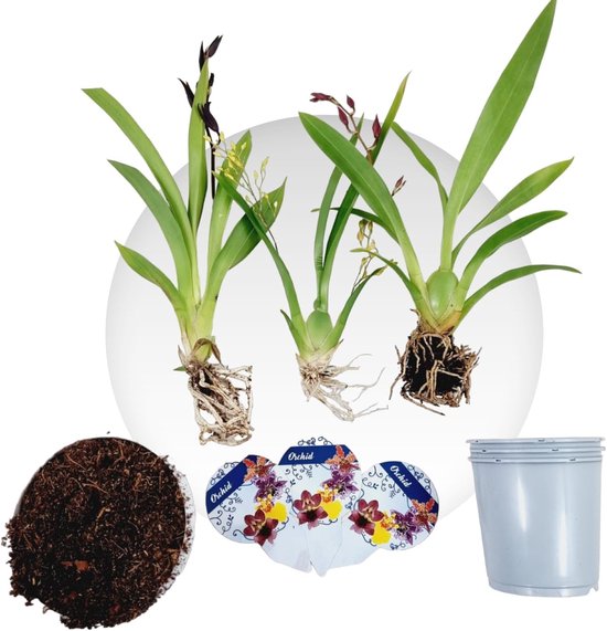 Dutch Bulbs Orchidee plant - Mini - Kamerplant voor binnen - 3 stuks - Geel, Bruin & Roze - Binnenplant