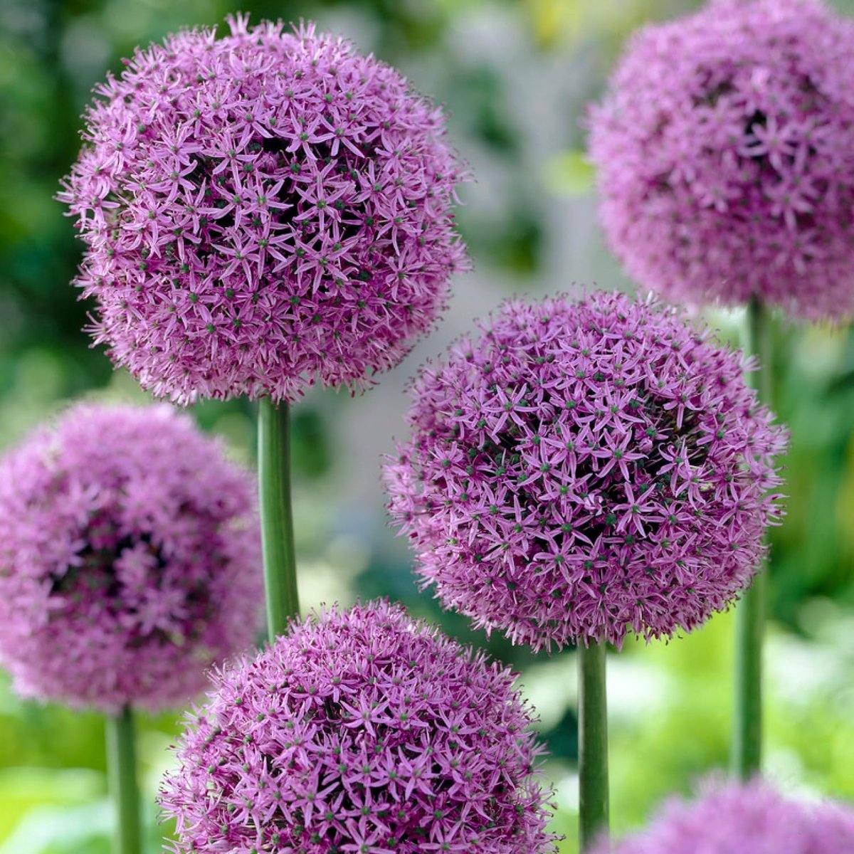 Allium Bloembollen Winterhard - Sierui - Globemaster - 5 stuks - Paars - Bloem bollen - Mix Meerjarig