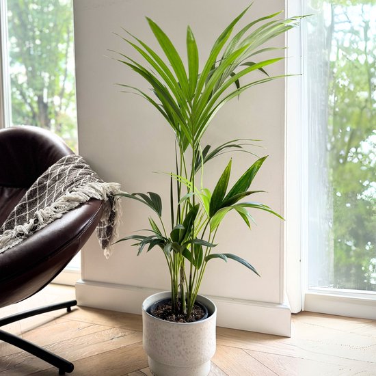 Plant in a Box - Howea Forsteriana - Kentia palm - Groene kamerplant - Pot 18cm - Hoogte 90-100cm
