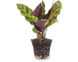 Calathea Lancifolia - Pauwenplant - Terrarium plant