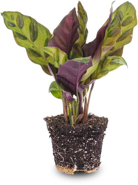 Calathea Lancifolia - Pauwenplant - Terrarium plant