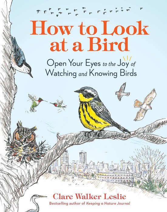 How to Look at a Bird - cover