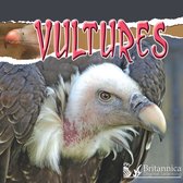 Raptors - Vultures