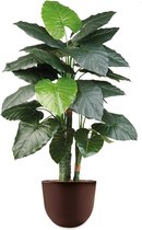 HTT - Kunstplant Philodendron in Eggy bruin H135 cm