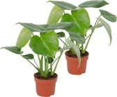 Monstera 'Deliciosa' - Gatenplant - Kamerplant set van 2 - ↑ 30-40cm - Ø 12cm