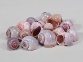 Schelpen - Pb. Kg Nattai Shells L.pink 1kg