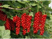 Ribes rubrum - Rode Bessen Struik - Biologisch 10-25cm