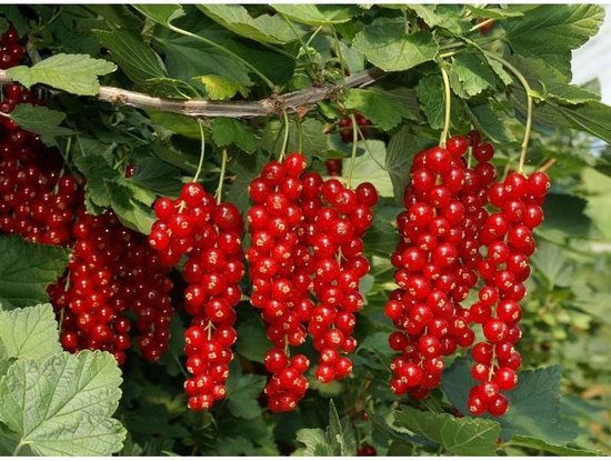 Ribes rubrum - Rode Bessen Struik - Biologisch 10-25cm | bol.com