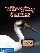 Eye to Eye with Endangered Species - Whooping Cranes