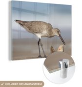 MuchoWow® Glasschilderij 40x30 cm - Schilderij acrylglas - Een willet met een schelp - Foto op glas - Schilderijen