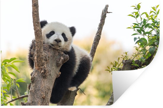 Sticker Muursticker Jeunes pandas - Panda appuyé sur arbre - 120x80 cm - film adhésif autocollant - sticker mural repositionnable