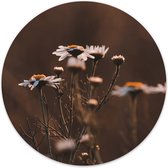 Cercle mural marguerite Ø 100 cm / Dibond - Recommandé