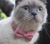 Kattenhalsband met strik Roze Velvet - Katten halsband - met strik - velvet - roze - veiligheidssluiting