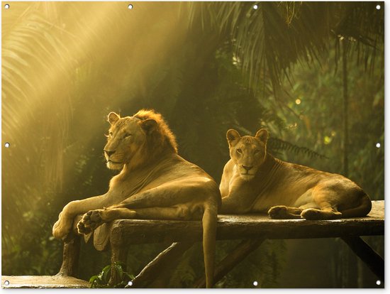 Leeuwen in de jungle Tuinposter 60x40 cm - Foto op Tuinposter (tuin decoratie)