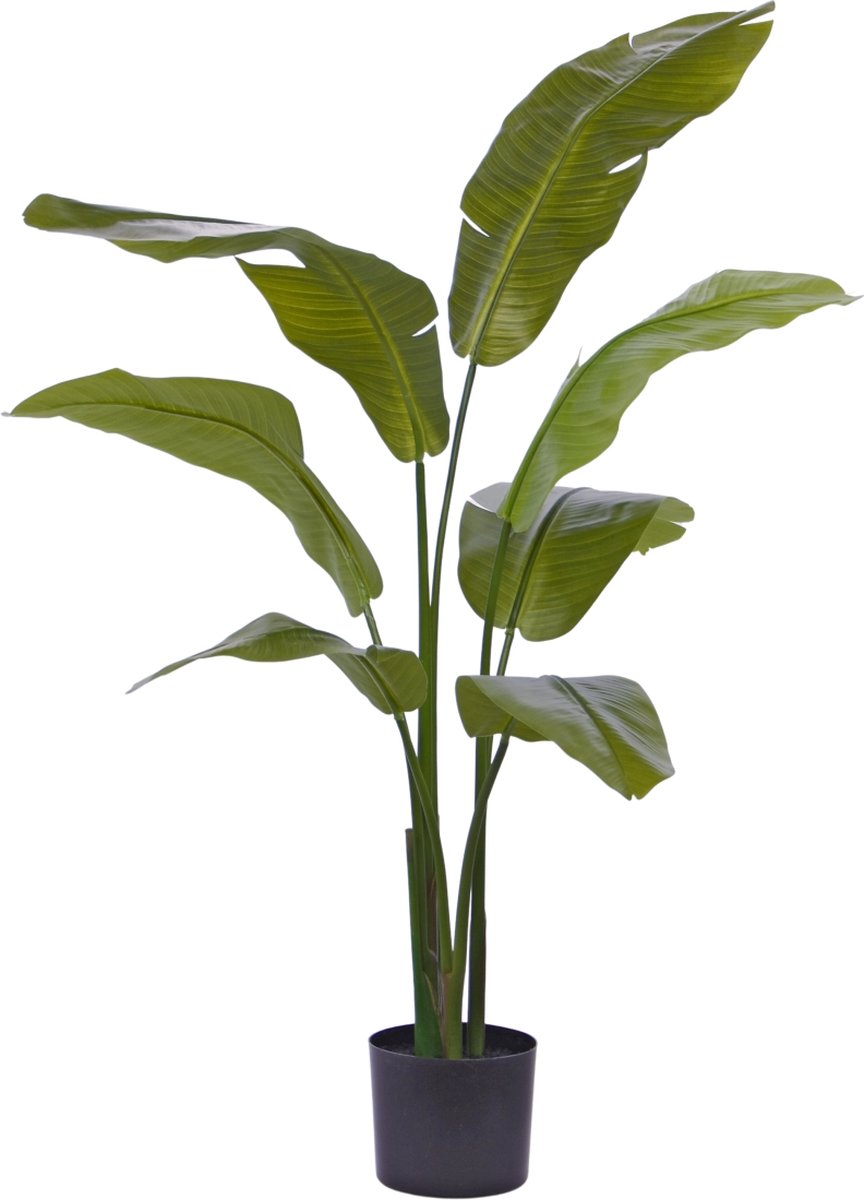 Traveller Palm promo 120cm