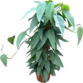 Groene plant – Epipremnum Pinnatum Cebu Blue (Epipremnum Pinnatum Cebu Blue) – Hoogte: 40 cm – van Botanicly