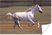 Poster Paard - Licht - Gras - 180x120 cm XXL