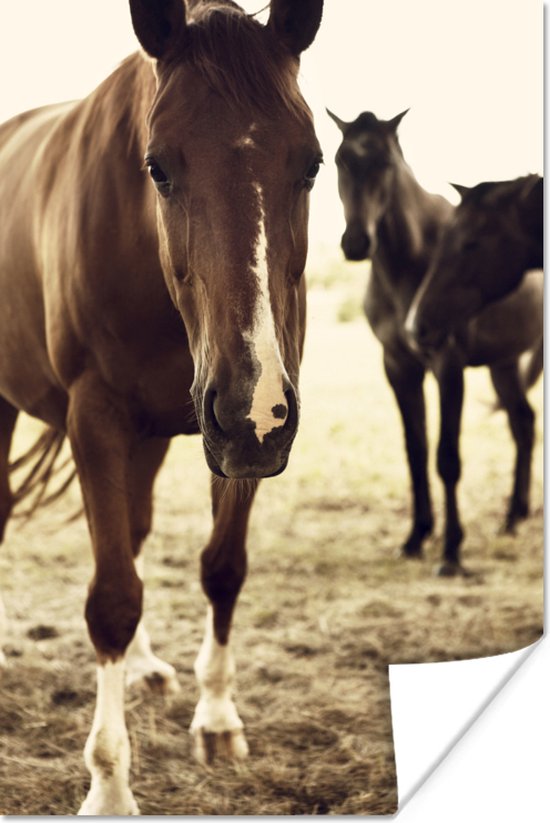 Paarden sepia  Poster - Foto print op Poster (wanddecoratie)