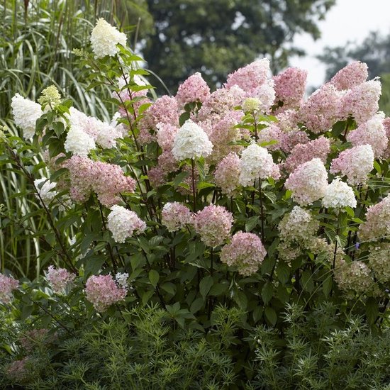 HYDRANGEA paniculata VANILLE FRAISE® (Hortensia paniculé