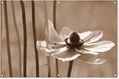 Tuinposter - Tuindoek - Tuinposters buiten - Bloem van anemoon sepia fotoprint - 120x80 cm - Tuin