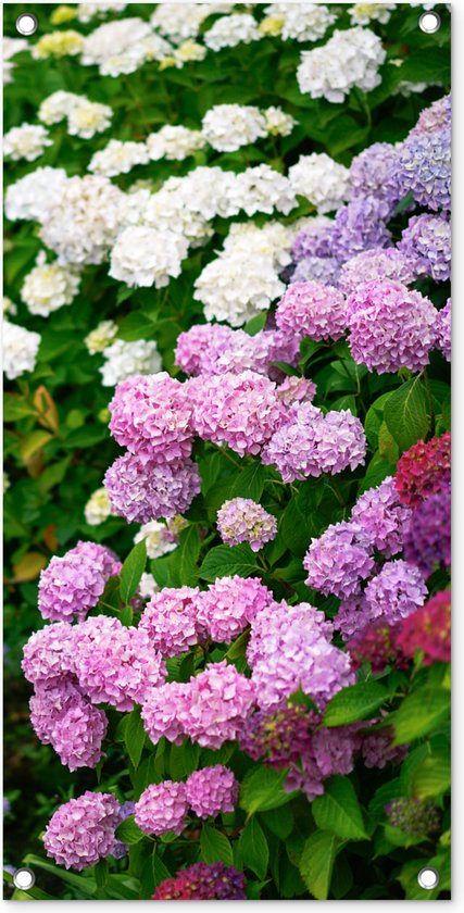 Tuinposter Levendige hortensia bloemen - 40x80 cm - Wanddecoratie Buiten - Tuinposter - Tuindoek - Schuttingposter - Tuinschilderij