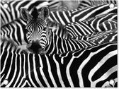 Tuin decoratie Zebra zwart-wit fotoprint - 40x30 cm - Tuindoek - Buitenposter