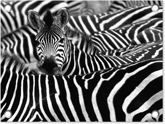 Tuin decoratie Zebra zwart-wit fotoprint - 40x30 cm - Tuindoek - Buitenposter