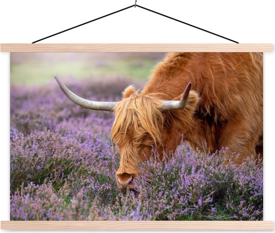Affiche textielposter Grazing Scottish highlander lattes vierge 120x80 cm - Tirage photo sur affiche scolaire (décoration murale salon/chambre)