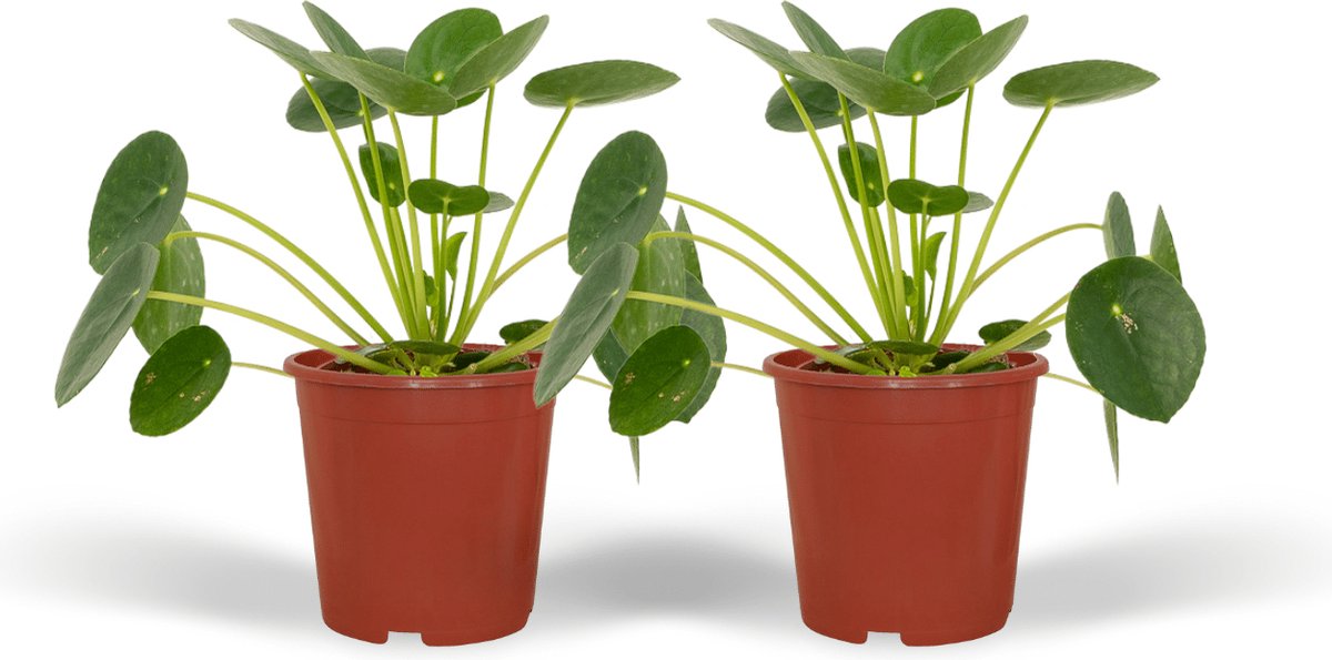 Plantenboetiek.nl | Pilea Peperomiodes - Pannekoekenplant | 2 stuks - Ø12cm - 20cm hoog - Kamerplant - Groenblijvend - Multideal