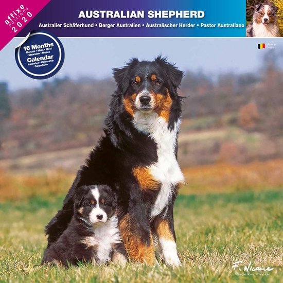Australian Shepherd Kalender 2021