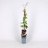 3 pièces | Clématite 'Gipsy Queen' C2 60-70 cm