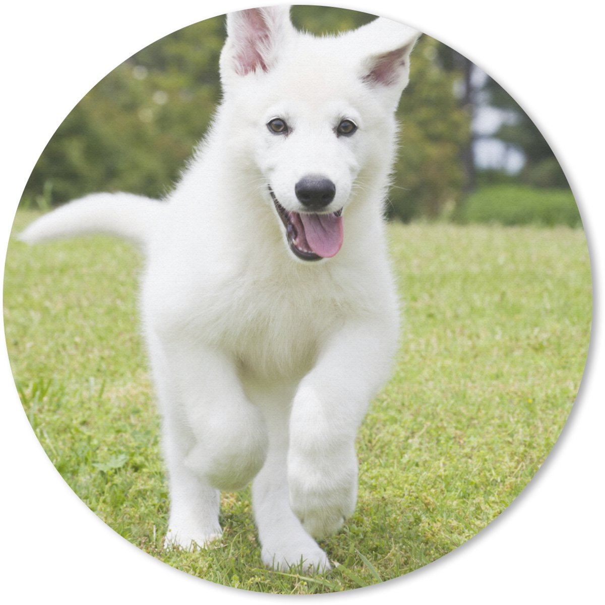 Muismat rond 50x50 cm - Mousepad De puppy van een witte Duitse herder - Ronde muismatten