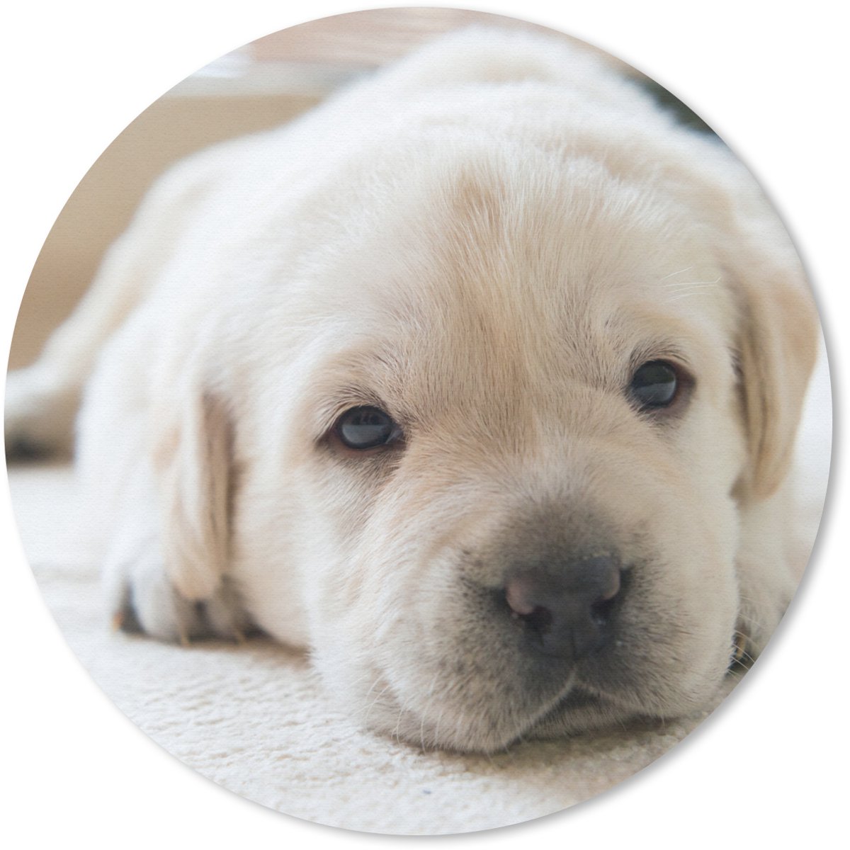 Muismat rond 50x50 cm - Mousepad Een close-up van een vermoeide Labrador puppy - Ronde muismatten