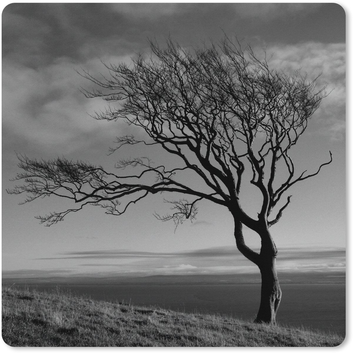 Muismat XXL 60x60 cm - Bureau onderlegger - Bureau mat Winterfoto beukenboom zwart-wit - Bureaumat - Gaming mousepad xl - Bureaulegger groot - Computer deskmat