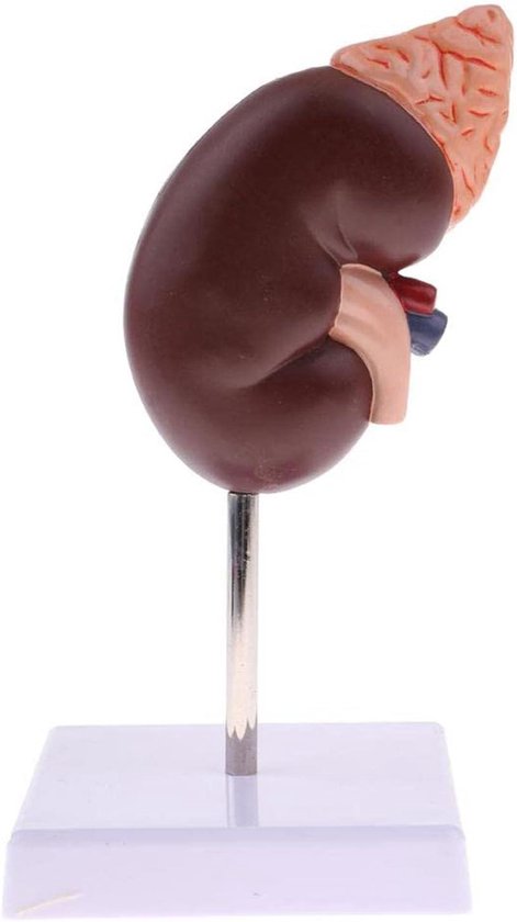 Hyuduo 24 Markers Niermodel, Milieuvriendelijke PVC, Geschilderd