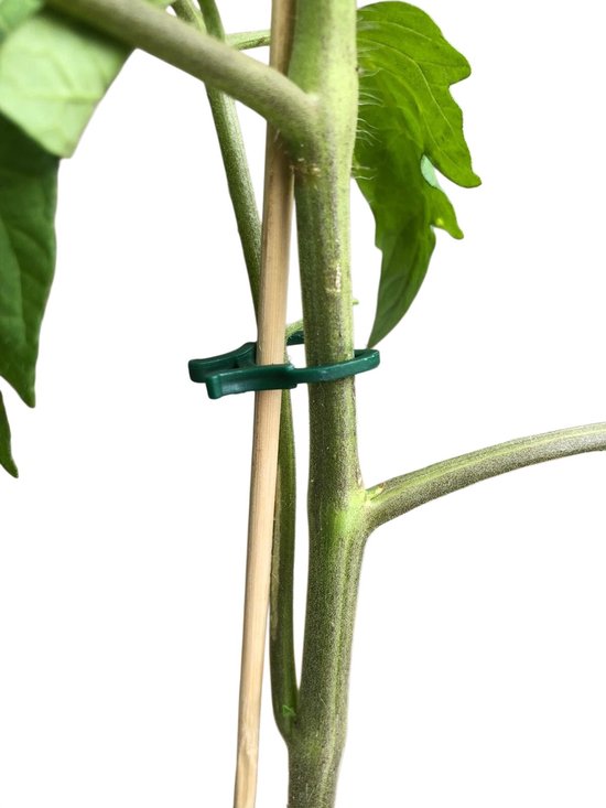 Groene plantenclip bevestigt een plantenstengel aan een bamboestok.