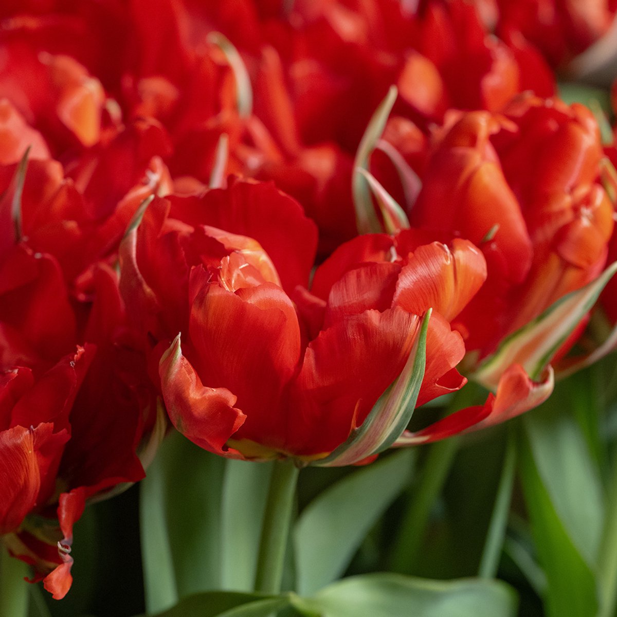 Tulp Love Valley | 10 stuks | Dubbel vroeg | Groen | Rood