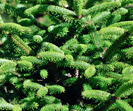 Plants Online - Set van 3 - Picea glauca 'Alberta Globe' - 3 liter pot - Plant 20-25 cm