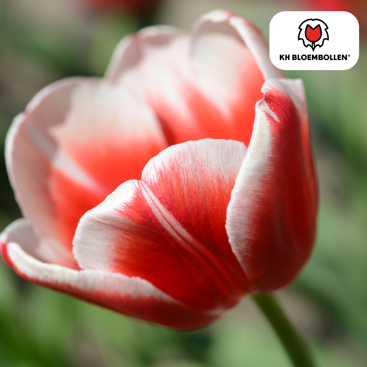 Tuinplantenshop.com | Tulpenbollen 'Candy Apple Delight' | 20 Stuks | Rood-Witte Tulp - Ø10-12cm - 30-50cm hoog - Multideal - Bloembol - Tuinplant